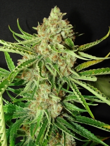 LA Ultra cannabis seeds – Indica-heavy – Suited for indoor growing – Regular – image 4 from Seed City