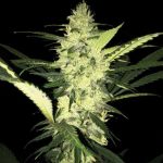 LA S.A.G.E cannabis seeds – Outdoor cultivation – 12/12 Photoperiod – Mostly Sativa – image 1 from Seed City