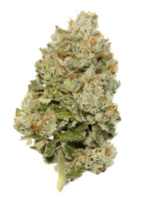 LIMITED EDITION Lemon Zkittlez Auto cannabis – image 1 – Seed City