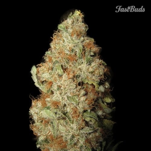 LSD-25 by FastBuds – Body Stone – Super Strength – Feminized – image 2 – Seed City