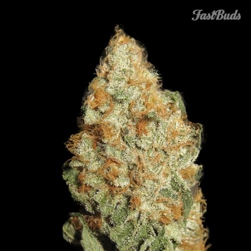 LSD-25 by FastBuds – Resistant to Mould – Indica Dominant – Suited for indoor growing – image 3 – Seed City