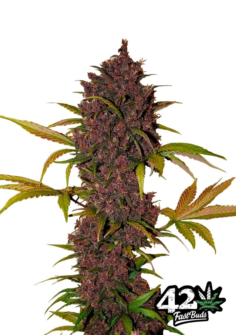 LSD-25 by FastBuds – Auto-Flowering – Indica Dominant – Resistant to Mould – image 1 – Seed City