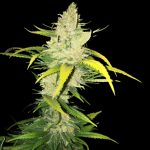 LA S.A.G.E cannabis seeds – Tall (140cm plus) – 12/12 Photoperiod – Female seeds – image 2 from Seed City