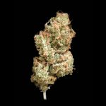 Image 3 of LA S.A.G.E cannabis by TH Seeds – Tall (140cm plus) – Outdoor cultivation – Female seeds – Seed City