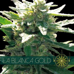 La Blanca Gold cannabis seeds – Feminized – Mostly Indica – Suited for indoor growing – image 1 from Seed City