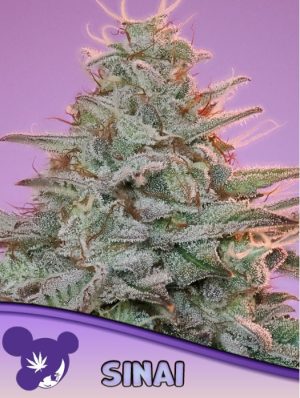 Image 1 of Landrace Collection Sinai cannabis by Anesia Seeds – Indoor-friendly – Resistant to Pests – Hashy – Seed City