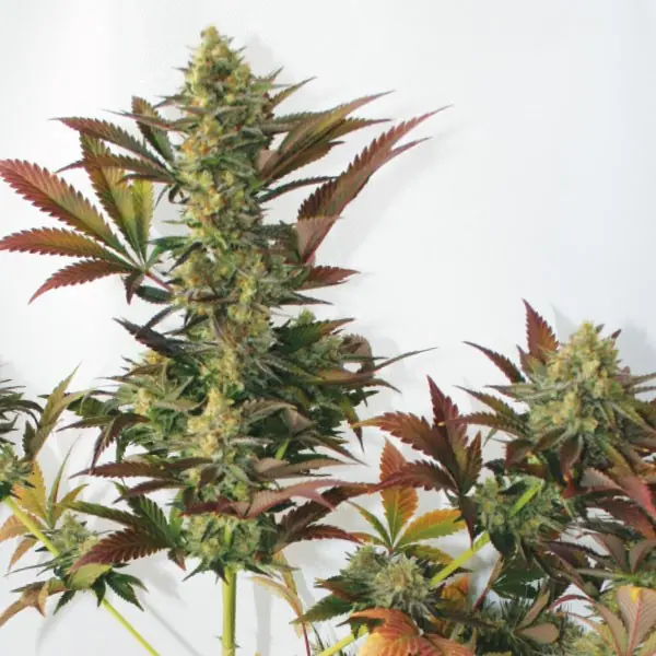 Larry Lemon OG Biji ganja – Feminized – Hasil panen besar – Lemon – gambar 1 dari Seed City