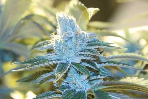 Image 15 of Biker Kush V2.0 cannabis by Karma Genetics – Regular – 12/12 Photoperiod – Tall (140cm plus) – Seed City