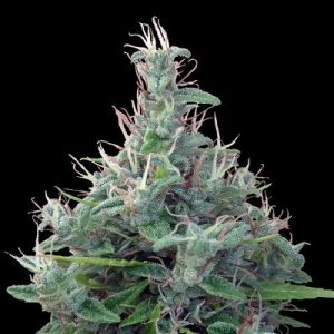 Lebanese by Ace Seed bank – Resistant to High Temperature – Woodsy – The End of September – image 1 – Seed City