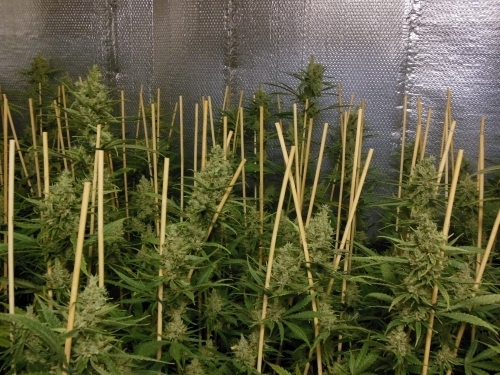 Outdoor – Mostly Sativa – Lemon – Lemon Bubble strain – image 2 – from Pheno Finder Seeds via Seed City