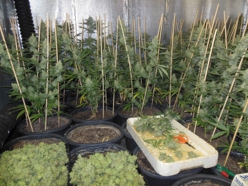 Lemon Bubble from Pheno Finder Seeds