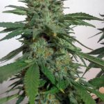 Image 1 of LemonGold Drops cannabis by Seedism Seeds – Caramel – Indica-heavy – Suited for indoor growing – Seed City