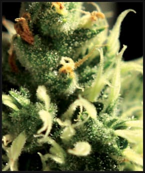 Lemon Skunk by Green House Seeds – The End of September – 12/12 Photoperiod – Citrus – image 2 – Seed City