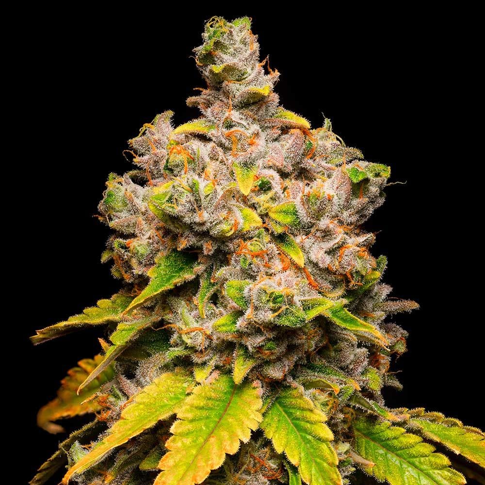 Lemon Cherry Sherb cannabis seeds – Outdoor cultivation – 12/12 Photoperiod – Feminized – image 1 from Seed City