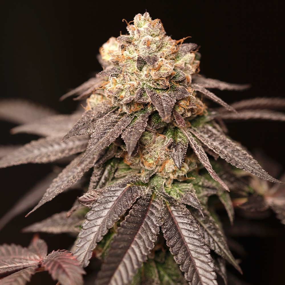 Outdoor cultivation – Regular – Lemon – Lemon Curd strain – image 1 – from Perfect Tree Seeds via Seed City