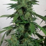 LemonGold Drops by Seedism Seeds – Caramel – 12/12 Photoperiod – Large yield – image 2 – Seed City