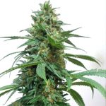 LemonGold Drops cannabis seeds – 12/12 Photoperiod – Guaranteed female plants – Caramel – image 3 from Seed City