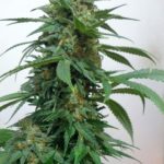 LemonGold Drops cannabis seeds – 12/12 Photoperiod – Large yield – Suited for indoor growing – image 4 from Seed City