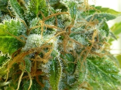 Lemon Haze Auto by Flash Seeds – Citrus – Euphoric – Outdoor – image 2 – Seed City