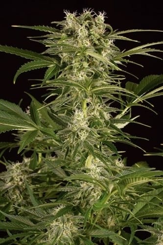 Lemon Juice Express Auto from Humboldt Seed Organisation