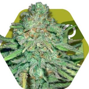 Image 1 of Lemon Kush cannabis by Zambeza Seeds – Relaxing – Lemon – 12/12 Photoperiod – Seed City