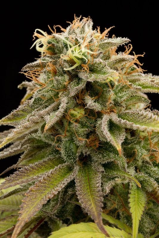 Lemon Thai Kush cannabis seeds – Middle of October – Sativa Dominant – Super Strength – image 1 from Seed City