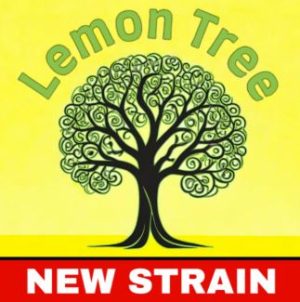 Lemon Tree