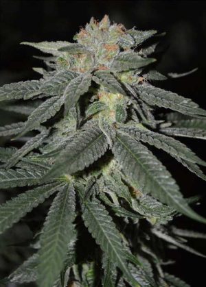 Lemon Venom from Cream of the Crop