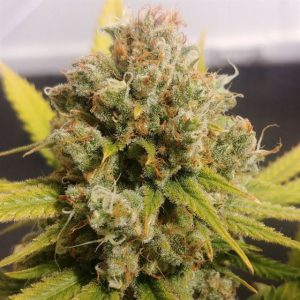 Indoor – Super Strength – Sour – Lemon Z strain – image 1 – from Dutch Passion Seeds via Seed City