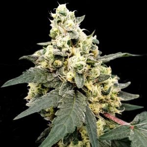 Auto-Flowering – Orange – Guaranteed female plants – Lemonade Auto strain – image 1 – from Paradise Seeds via Seed City