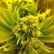 Image 1 of Leonarda cannabis by 710 Genetics – 12/12 Photoperiod – Feminized – Pineapple – Seed City