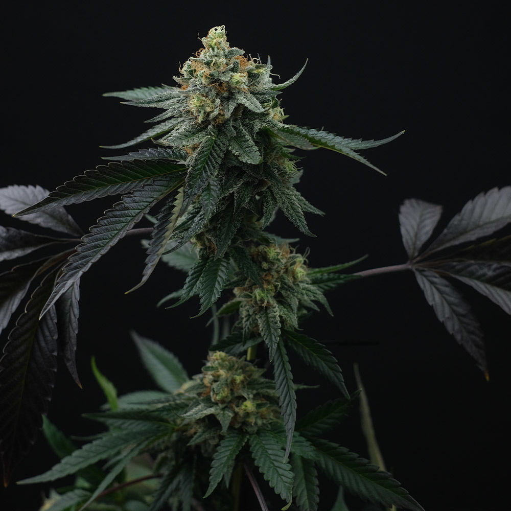 Lime OZZ by Perfect Tree Seeds – Guaranteed female plants – Citrus – 12/12 Photoperiod – image 1 – Seed City