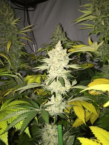 Tangie Ghost Train from Little Chief Collabs