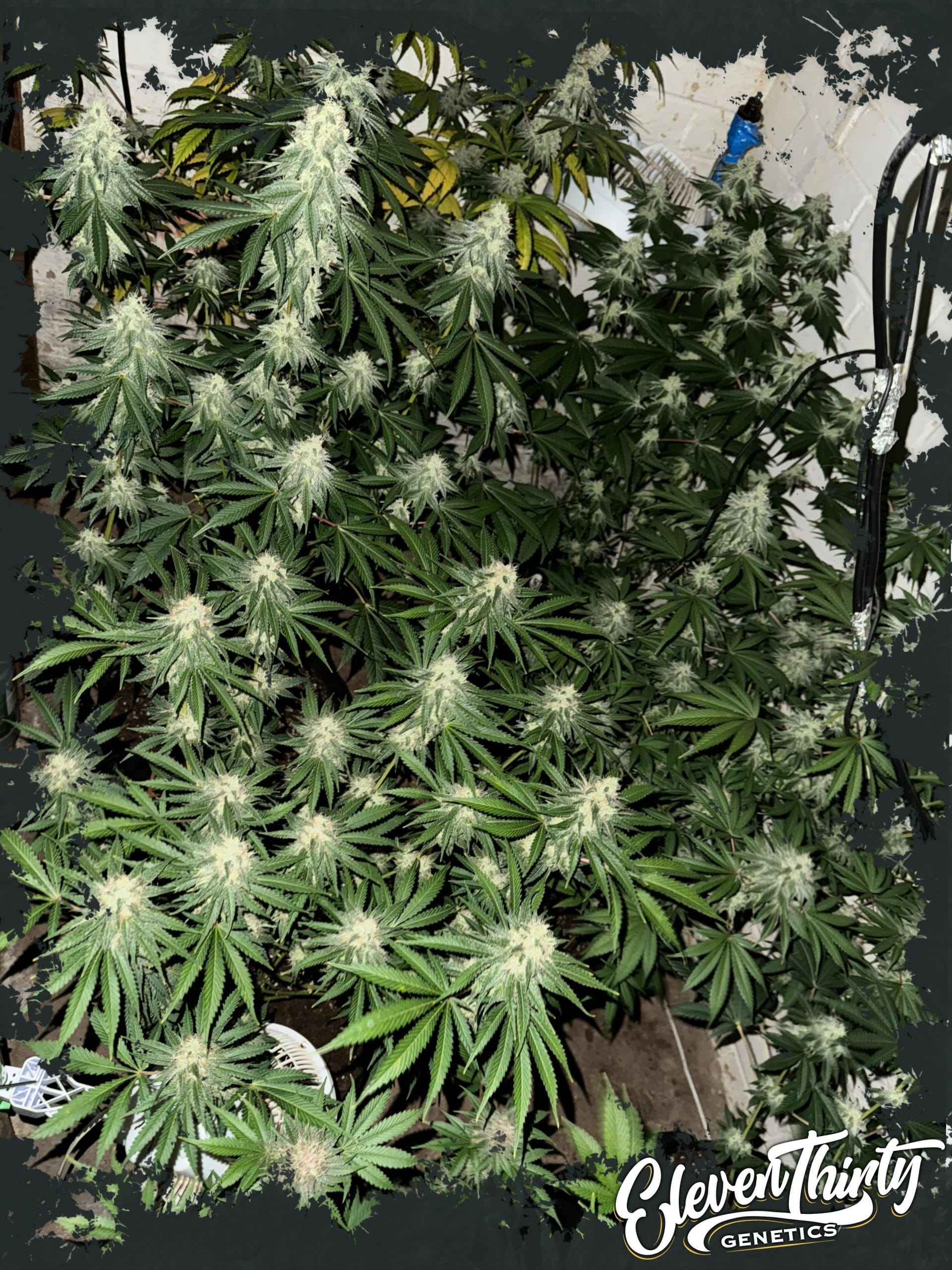 Lung Ztrikez by ElevenThirty Genetics – The End of October – Sweet – 12/12 Photoperiod – image 1 – Seed City
