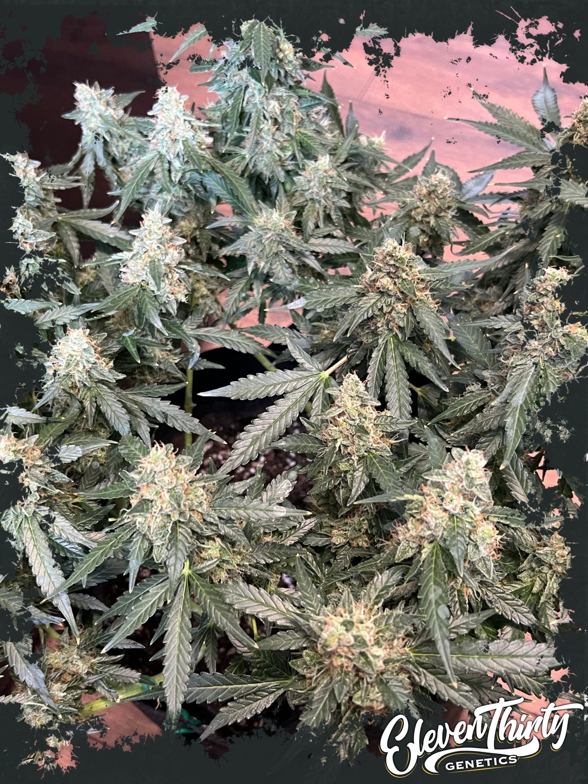 Image 1 of Lung Ztrikez Auto cannabis by ElevenThirty Genetics – Indica-heavy – Large yield – Fuel – Seed City