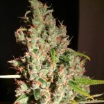 Image 1 of M.O.B aka Mother of All Berries cannabis by TH Seeds – Indica – Indoor – Feminized – Seed City