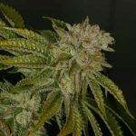 Image 2 of MK Ultra Kush cannabis by TH Seeds – Mostly Indica – Super Strength – Piney – Seed City