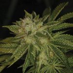 12/12 Photoperiod – Mostly Indica – Good for outdoor grow – MK Ultra Kush strain – image 1 – from TH Seeds via Seed City