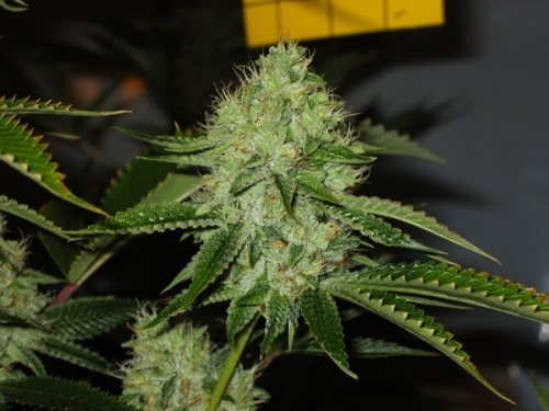 showing 12/12 Photoperiod – Indoor – Regular – image 2 – Seed City