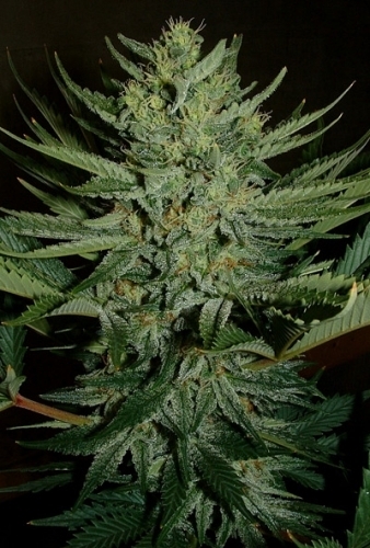 Medicine Man cannabis seeds – Super Strength – Regular – Indoor – image 3 from Seed City