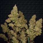 M.O.B aka Mother of All Berries from TH Seeds