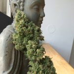 M.O.B aka Mother of All Berries by TH Seeds – 12/12 Photoperiod – Feminized – Indoor – image 3 – Seed City