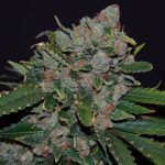 showing Feminized – Indica – 12/12 Photoperiod – image 4 – Seed City
