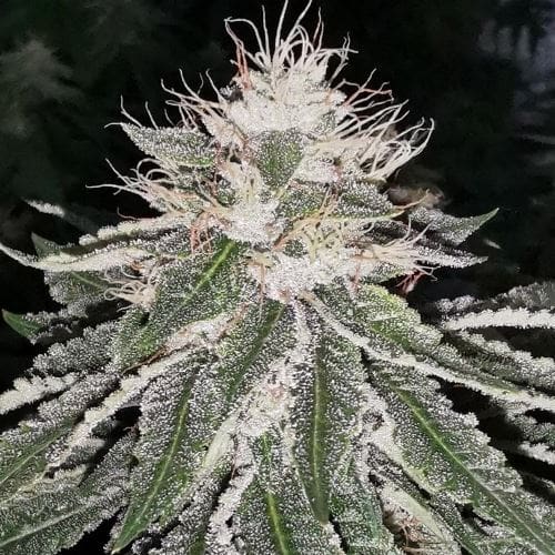 Mac 11 by Pheno Finder Seeds – Guaranteed female plants – 12/12 Photoperiod – Super Strength – image 2 – Seed City