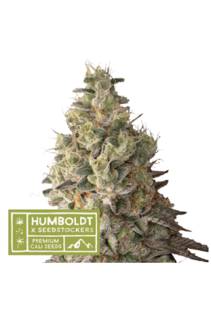 Image 1 of Mack & Crack Auto cannabis by Seed Stockers – Berry – Outdoor – Female seeds – Seed City