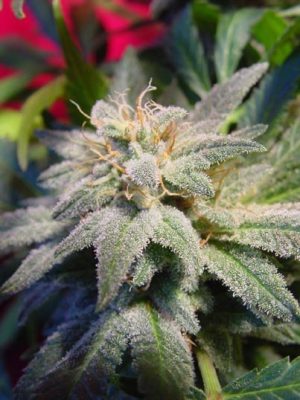 Relaxing – Floral – Female seeds – Magic Bud strain – image 1 – from Paradise Seeds via Seed City