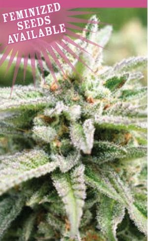 Magic Melon Autoflower