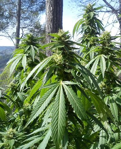 showing Body Stone – Indoor – Cherry – image 1 – Seed City