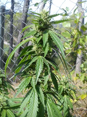 Mahaa by Prana Seeds – Cherry – Indoor – Body Stone – image 2 – Seed City