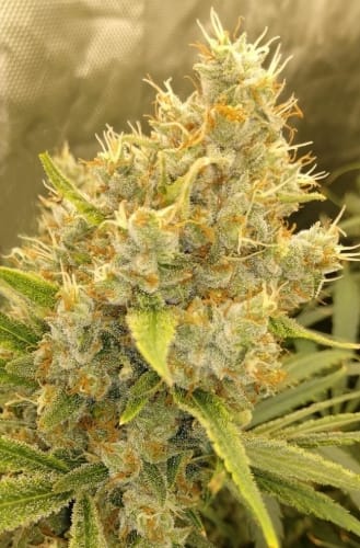 Malawi x Panama from Ace Seed bank